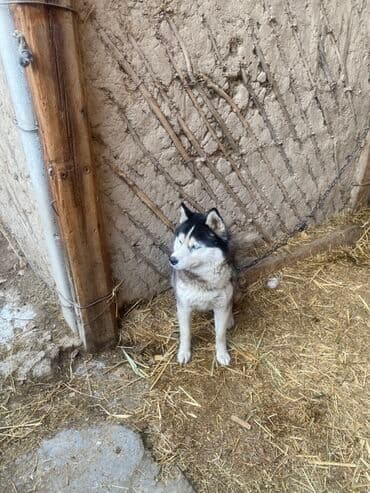 продаю ротвейлер: Хаски, 1 жаш, Эркек — 4