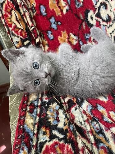 кошка мейн кун: Серый (blue). - Окрас: однотонный серый, плотный плюшевый подшёрсток — 1