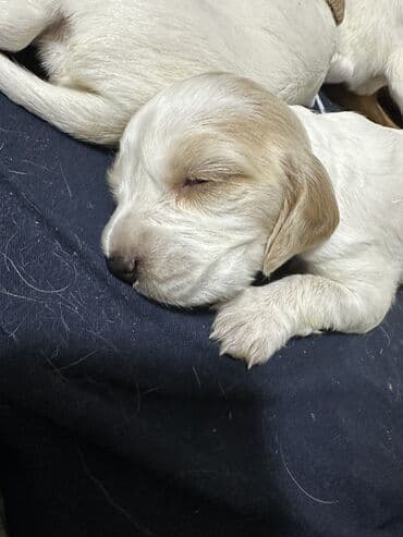 купить собаку объявления: Кокер-спаниель, 1 месяц, Самец — 10