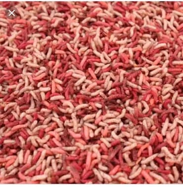 Червяк опарыш для рыбалки
червяк 80 сом, опарыш 100 сом