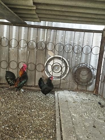 Лошади, кони: Продаю | Куры | Для разведения — 1