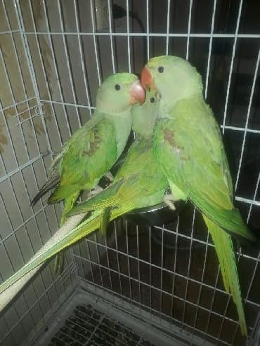 домик для волнистых попугаев: Попугаи разных видов. Хорошо учатся говорить и приручаются к рукам. В — 21