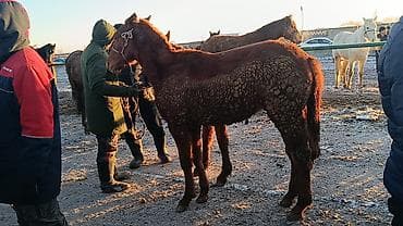 лошадь на продажу: Продаю | Кобыла (самка) | Рабочий — 1