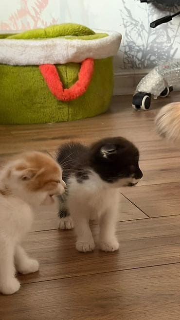 Животные: Шотландские вислоухие котята (fold) - Окрас: один рыжий с белым — 3
