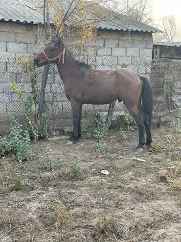 продажа щенков немецкой овчарки с документами в бишкеке: Продаю | Конь (самец) | Рабочий — 1