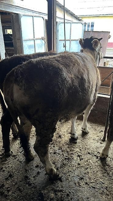 продаю корова: Продаю | Корова (самка) — 2
