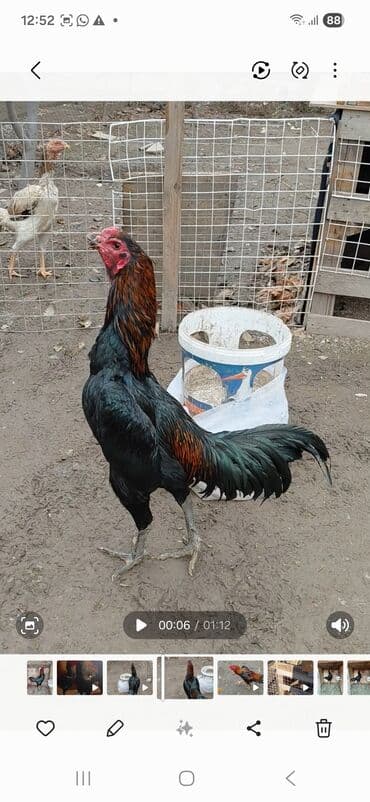 китайская хохлатая собака: Продаю | Петух | Бойцовая | Для разведения — 1