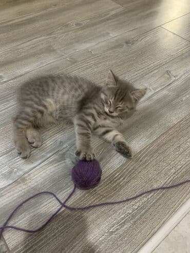 щенки охотничьих собак: Кошка даром: Беспородная, 2 месяца, Девочка, Приучена к лотку — 28