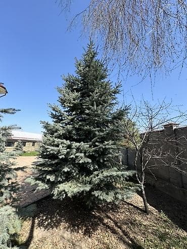 уй емеректер: Ель голубая
- Высота ориентировочно 6,5–7,5 м — 1