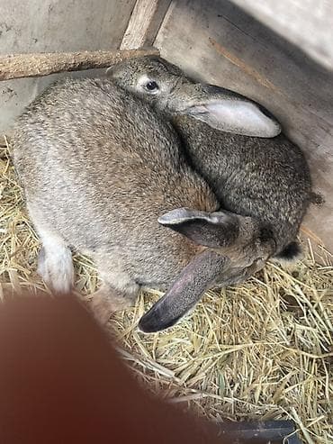 кошка мышык: Сатам | Эркек коен, Ургаачы коен | Көбөйтүү үчүн — 8