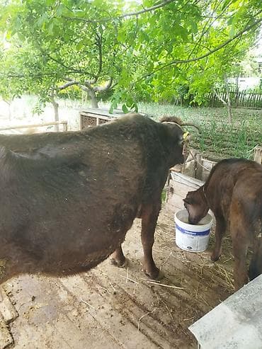 продажа собак в бишкеке: Продаю | Корова (самка) | Полукровка | Для молока | Привязанные — 2