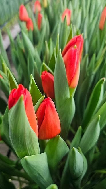 прием яблок в бишкеке: ТЮЛЬПАНЫ ТЮЛЬПАНЫ ТЮЛЬПАНЫ. принимаем заказы на тюльпаны оптом к 8 — 7