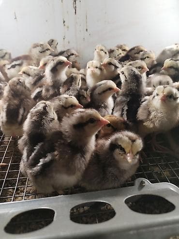 Продаю | Цыплята