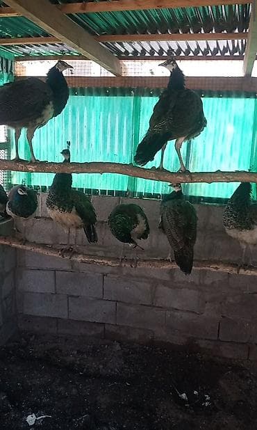 Башка жаныбарлар: Продаю молодых павлинов 🦚🦚🦚❗ — 5