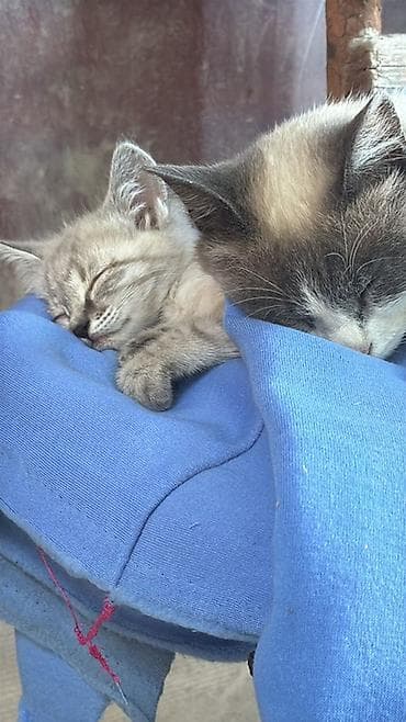 pitomnik temir: Котята, домашние любимцы. - Возраст: примерно 1–2 месяца. - Окрас — 5