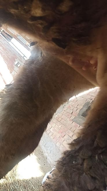 ящик для документов: Продаю | Корова (самка), Тёлка | Швицкая | Для разведения | Нетель — 6