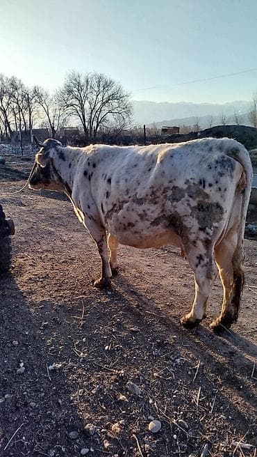 молочные коровы: Продаю | Корова (самка) — 1