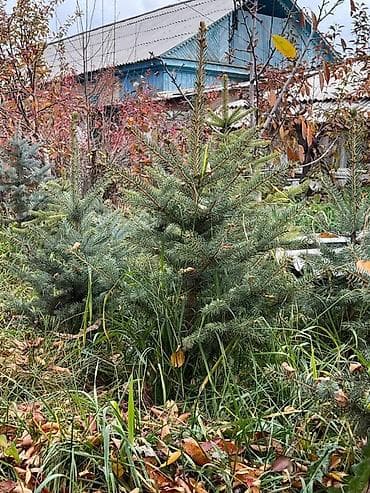 воды: Саженцы деревьев: Ели — 3