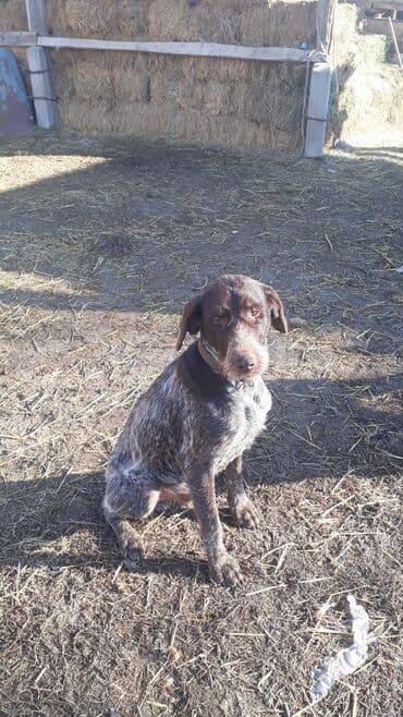 продажа щенков немецкой овчарки с документами в бишкеке: Кабель 1.5 года чистокровный.только вязка — 1