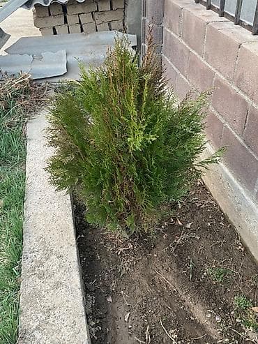 афган кой: Туя западная (вероятно Смарагд), саженцы для живой изгороди и — 3