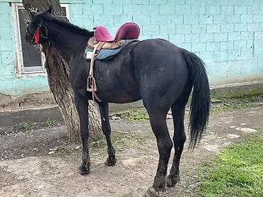 продаю гусь: Продаю | Жеребец | Полукровка — 5