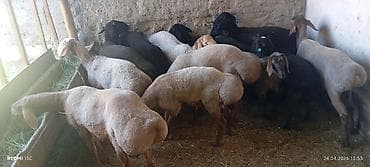 собаки бишкек: Продаю | Баран (самец) | Гиссарская, Полукровка, Арашан | Для разведения | Племенные — 2