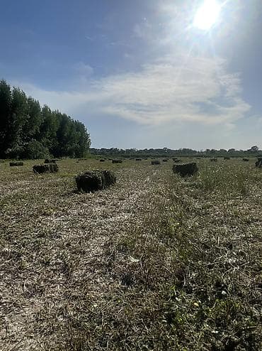 куринный помет: Люцерна ( Беде) в тюках (прямоугольные кирки). люцерна из луговов — 7
