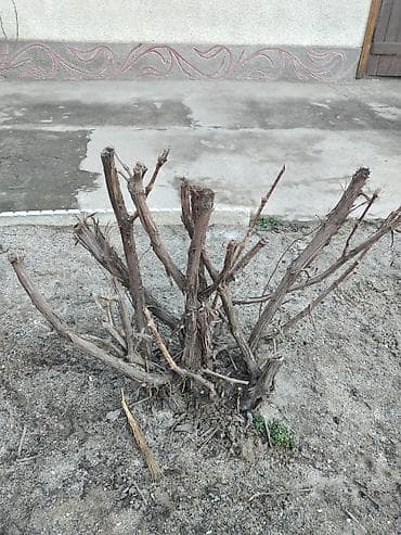 саженцы винограда купить: Молодой куст винограда (новый корнесобственный куст) - Сильнорослая — 2