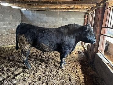 кошки шотланские: Продаю | Бык (самец) | Ангус | Для разведения — 2