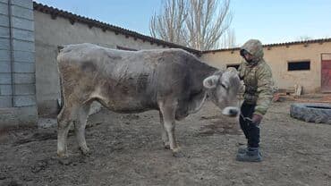 продажа охотничьих собак: Продаю | Корова (самка) | Швицкая | Для молока | Стельные — 5