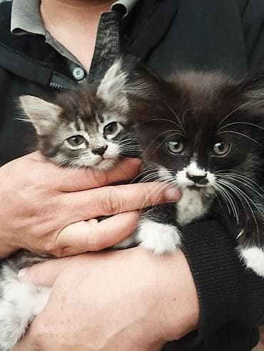 Вязка кошек: 2 месяца, Девочка — 1