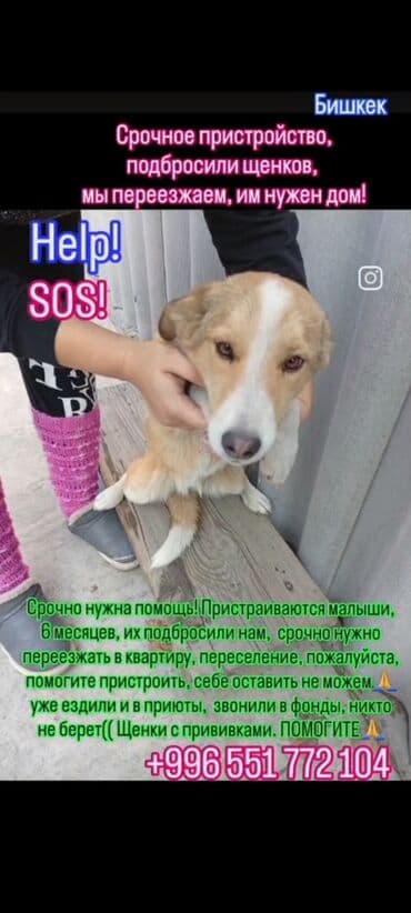 овчарка кара балта: Отдается собака в добрые руки. Описание: - Метис средних размеров — 9