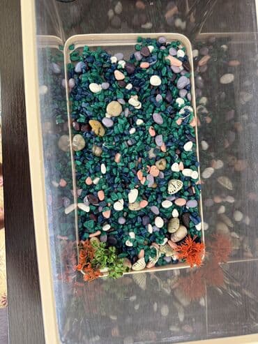 красная рыба цена бишкек: Аквариумный комплект с декоративными рыбками - объём ориентировочно — 13