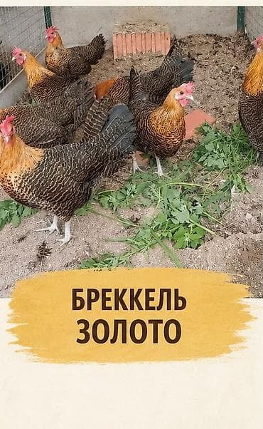 собаки сокулук: Сатам | Тооктор | Көбөйтүү үчүн — 4