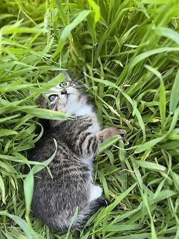 мышык кошка: СРОЧНО! Красивые котята, помёт полупородистой кошки с окрасом Табби - — 7