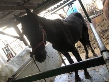 лошад тай: Продаю | Конь (самец) | Рабочий — 5