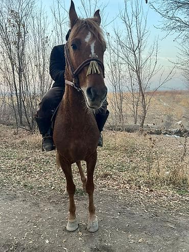 пудель карликовый: Продаю | Жеребенок | Рабочий — 4