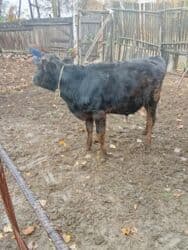 сколько стоит собака доберман: Сатам | Бука (эркек) | Бордоп семиртүү үчүн — 1