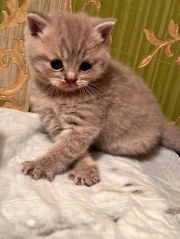 породистые кошки цена: Породистые котята серых и бежевых окрасов. Описание: - Тип — 1