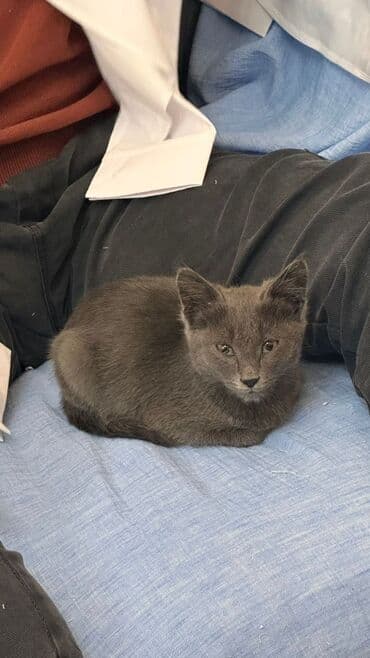 рэгдолл цена бишкек: Мышык бекер берилет: Британ кыска жүндүү, Эркек — 2