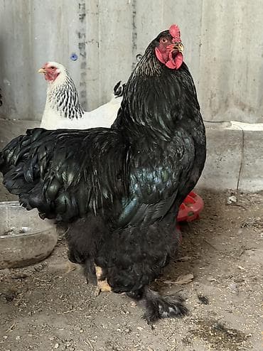 петухи: Продаю | Инкубационные яйца — 3