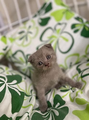 котята британские короткошерстные: Британская короткошёрстная, 1 месяц, Мальчик, Серый, Метис — 1