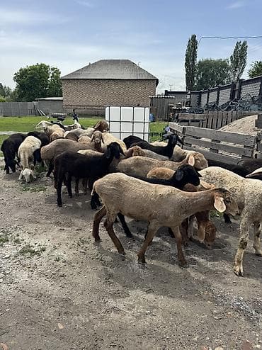 зоосалон "грумира" бишкек: Продаю баран только оптом — 2