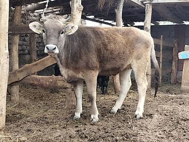 голуби птицы животный: Продаю | Бык (самец) | На откорм | Привязанные — 1