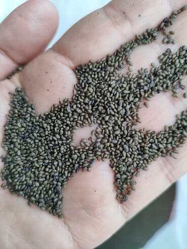 чернозем в мешках бишкек: Семена кормовых растений: Люцерна, Самовывоз — 1