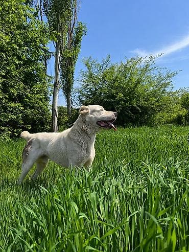 сколько стоит аксолотль: Алабай, 2 года, Самец — 3