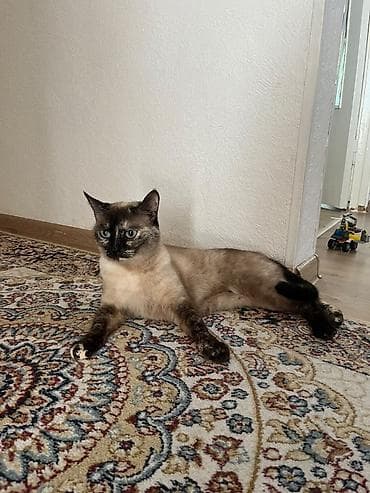 d cat: Кошка домашняя, из квартиры не выходила. Стерилизованная, обученная — 2