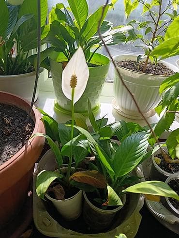 ароматизатор для комнаты: Комнатные растения — коллекция укоренённых саженцев и деток - Фикусы — 3