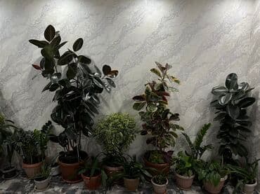 декоративная дерево: Комнатные растения в горшках — декоративные и неприхотливые виды для — 1