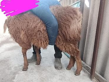 голуби голубей птицы: Продаю | Баран (самец) | Гиссарская — 1